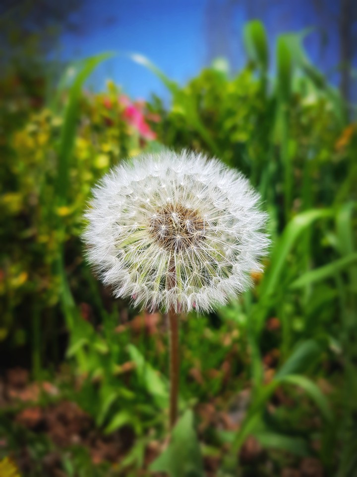 민들레 1