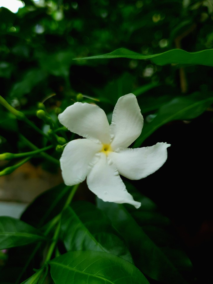Jasmine