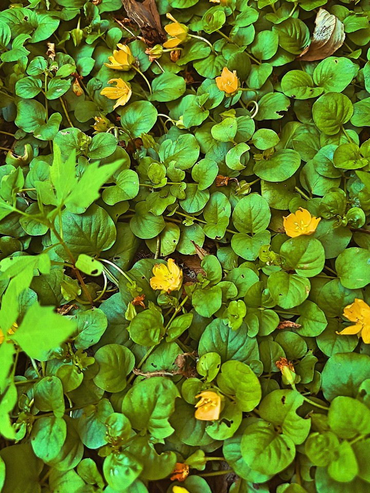 Flowering