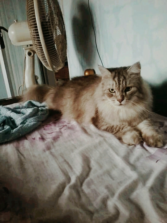 teby