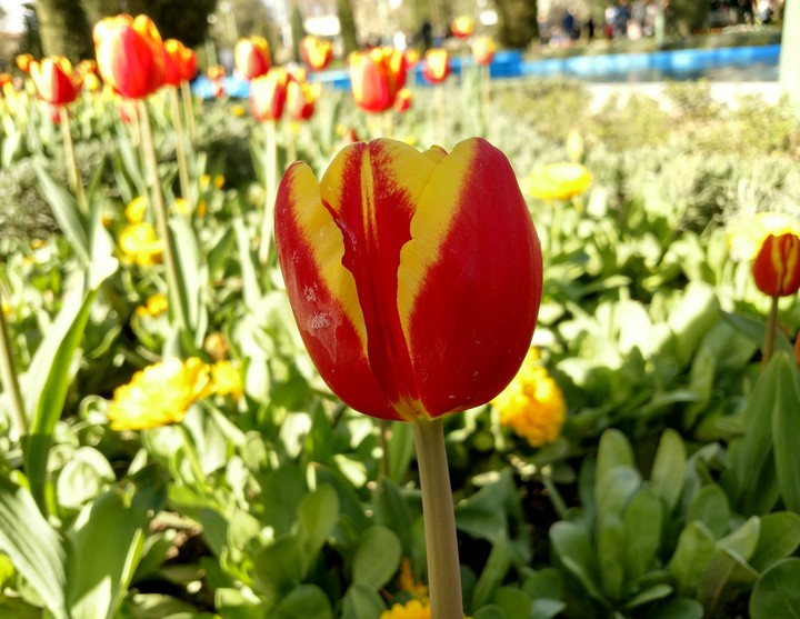 Flower