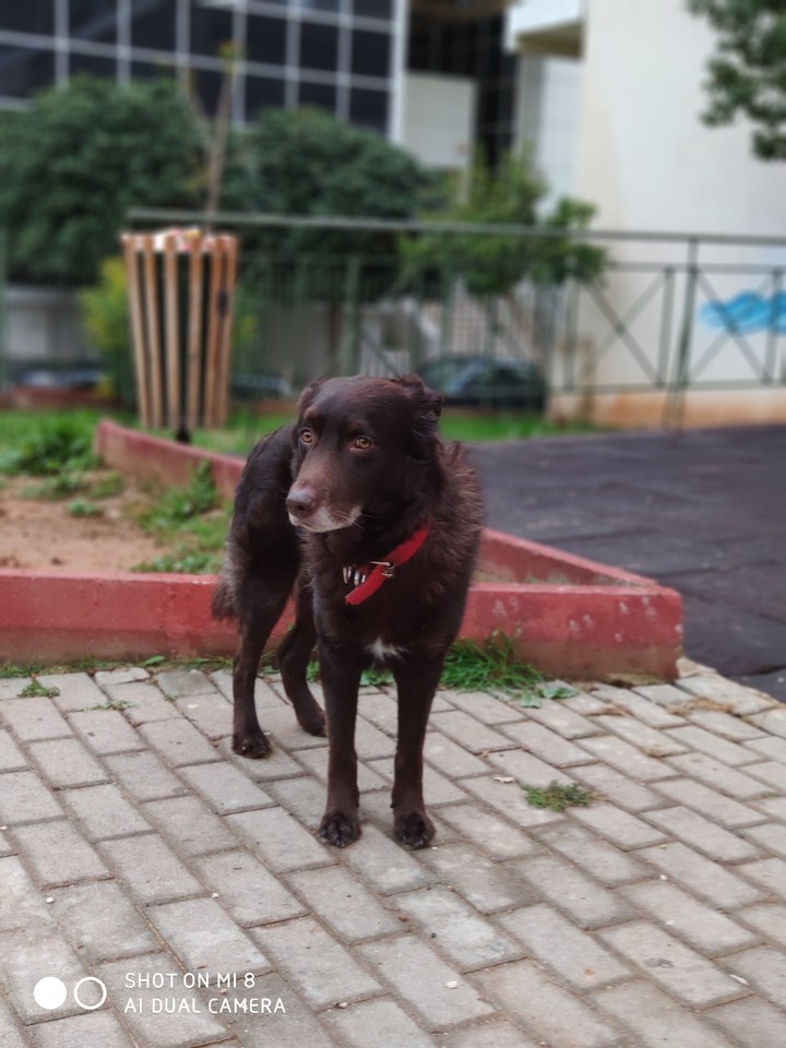 my dog