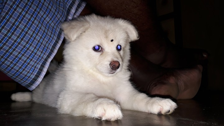 Jeeva