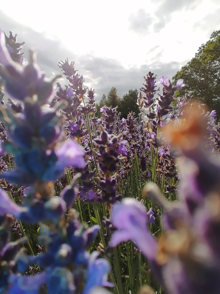 Lavender