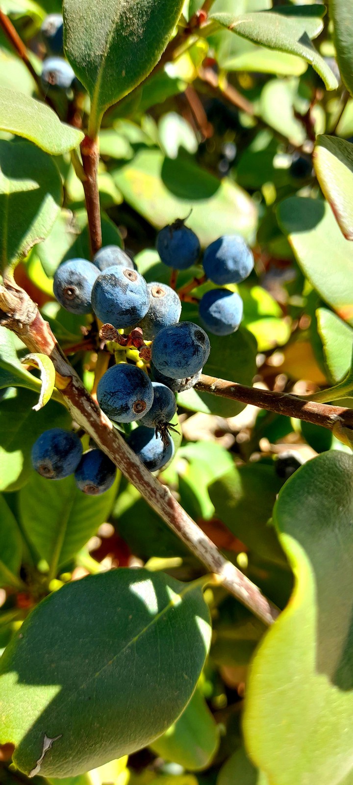 wild blueberries
