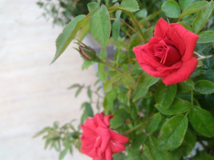 Mini roses