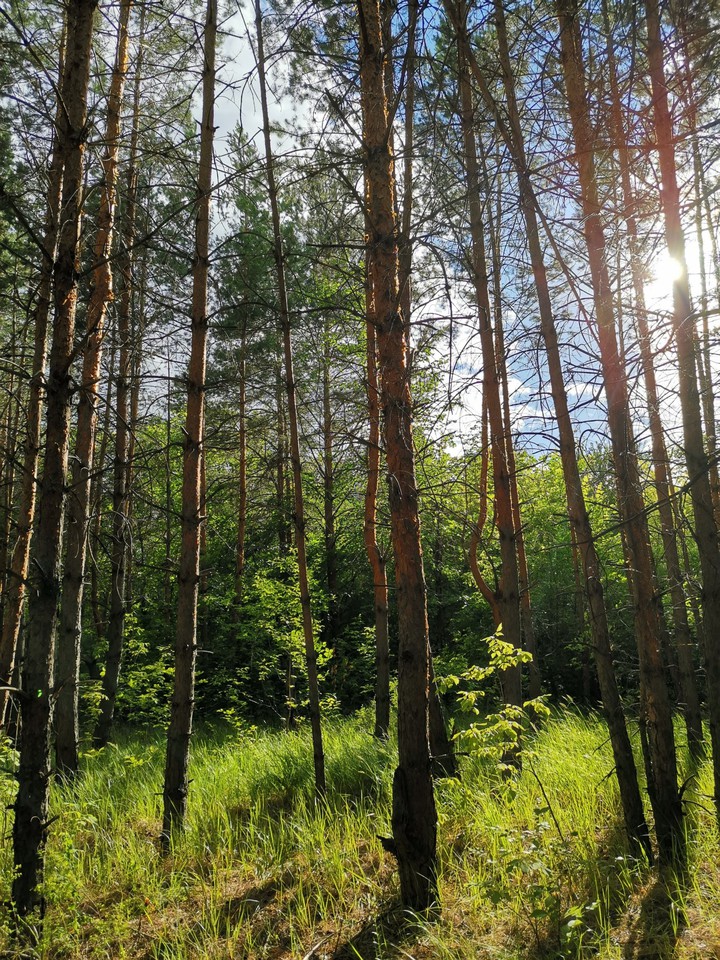 лес