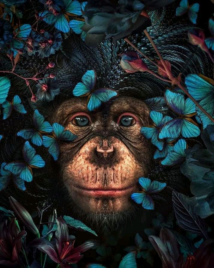 chimpanzee ❤️✌️