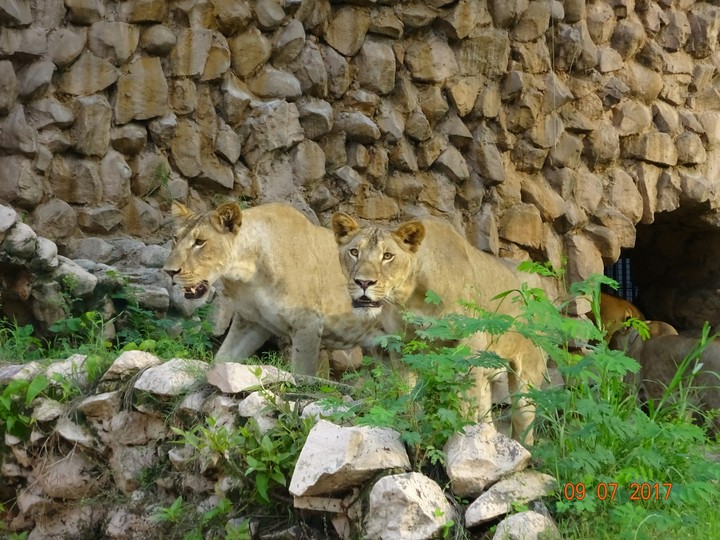 Lion(cub)