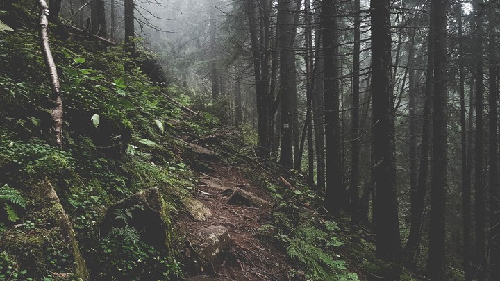 forest