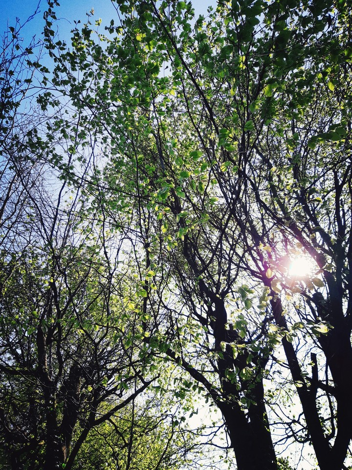 Spring tree