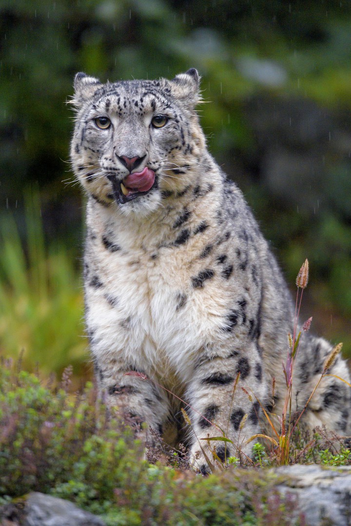 snow leopard