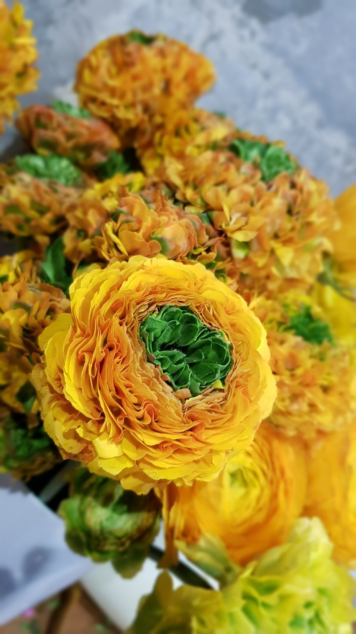 flowers