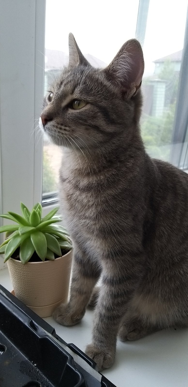 Myshka