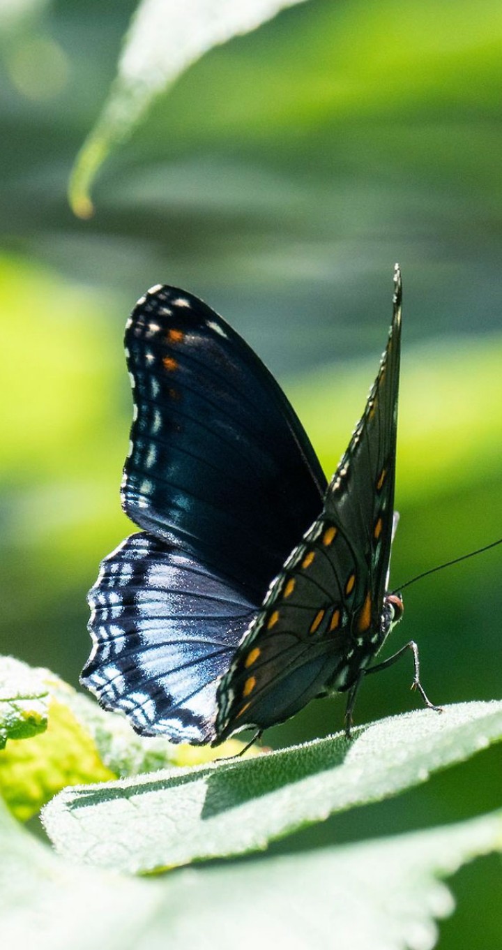butterfly