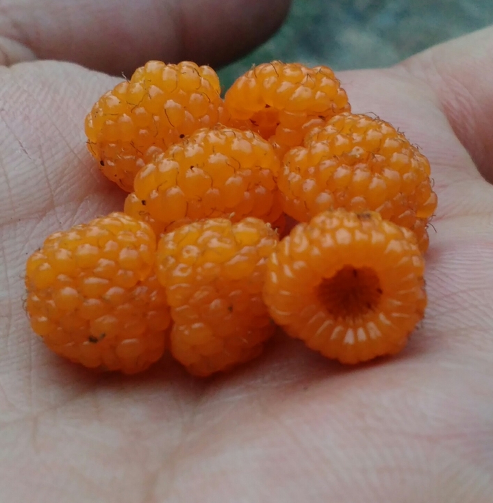 hisoli