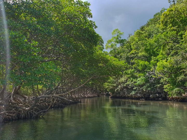 Manglares en Samaná