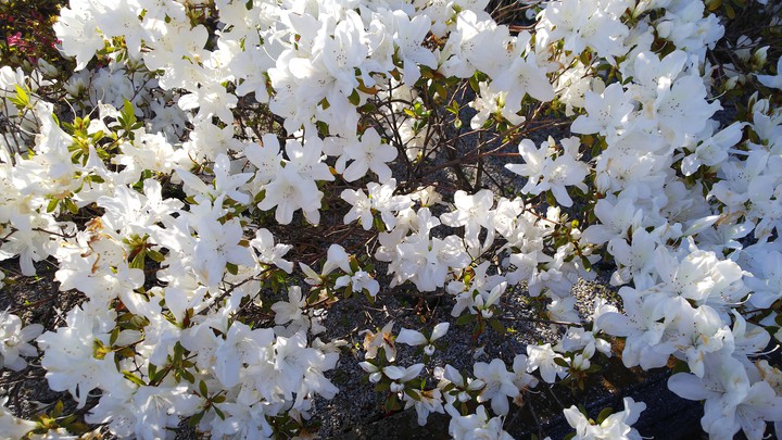 白花