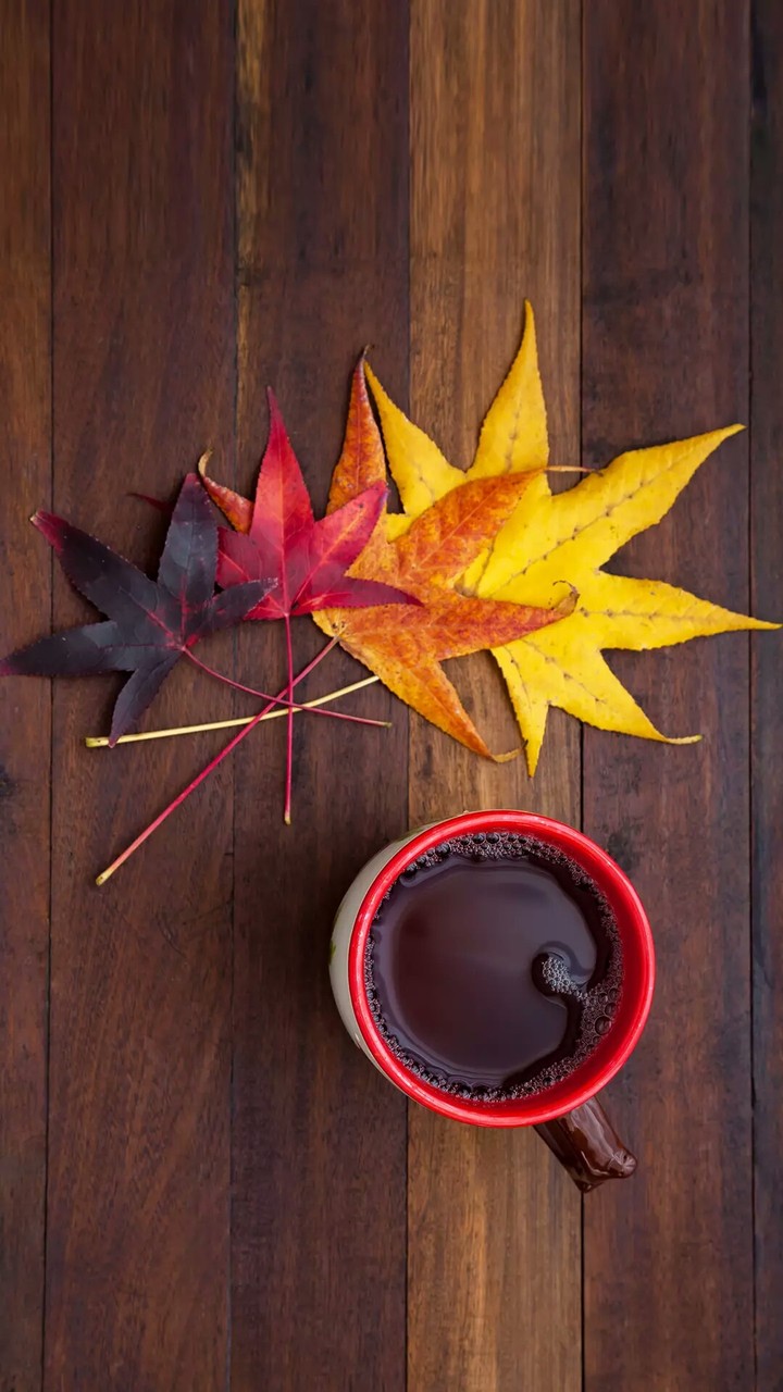 colorfull leaf