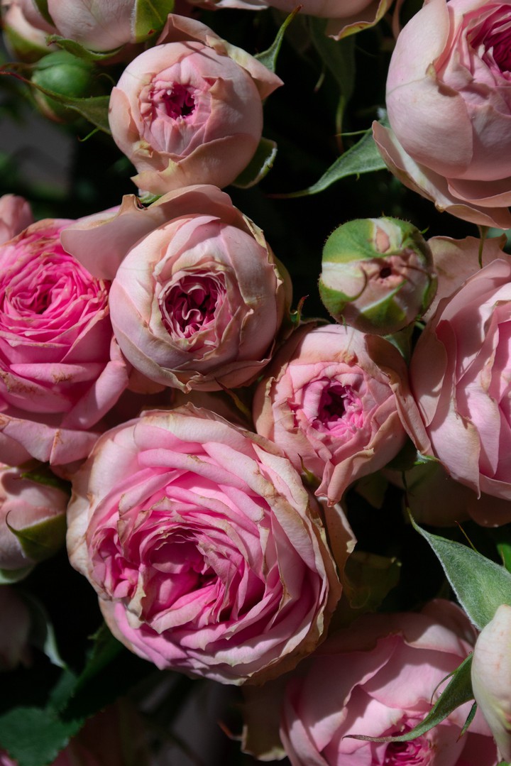 rose