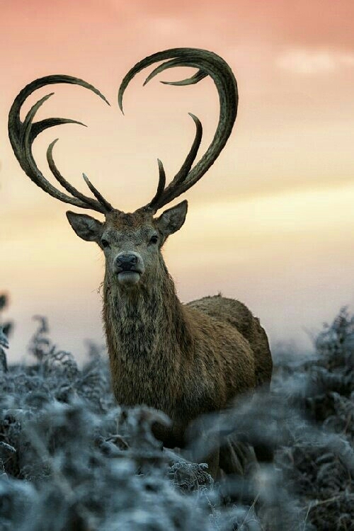 animal