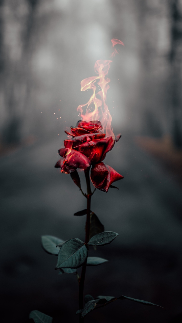 Rose Fair ?