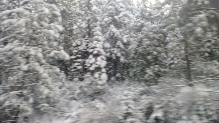 Snowed Trees