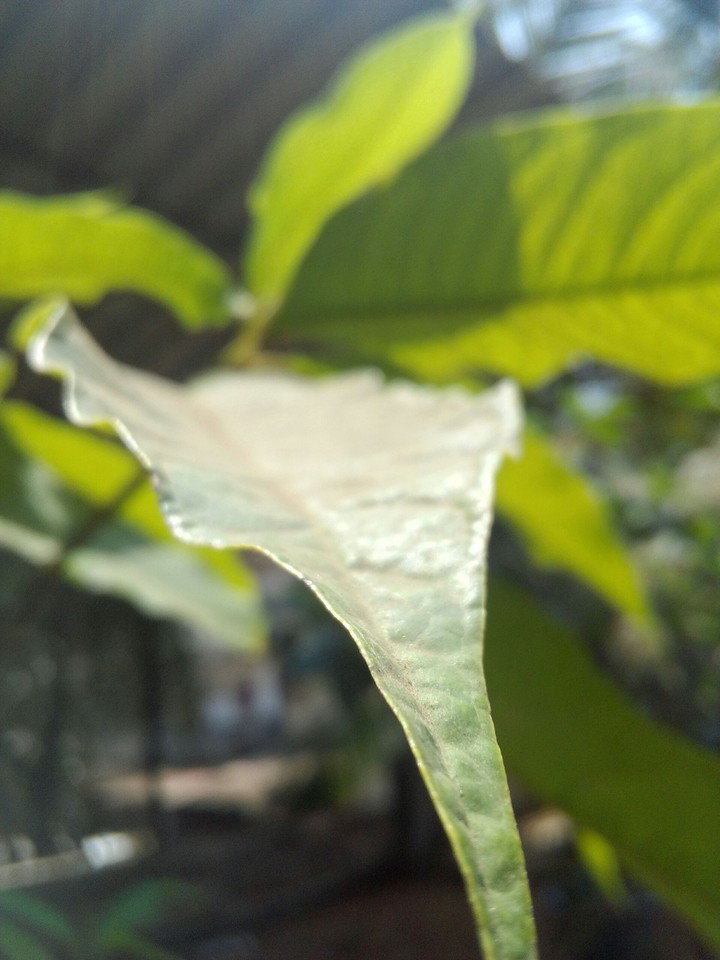Leaf