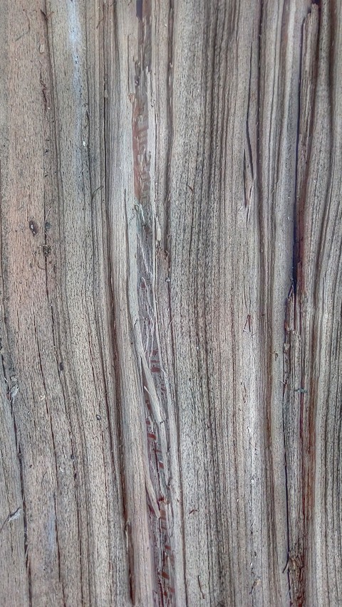 Bruchholz Buche