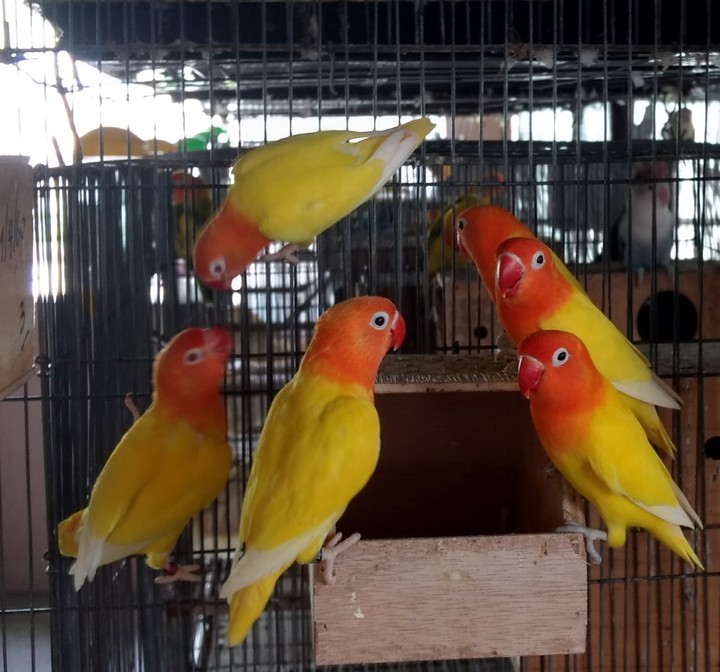 Lovebirds​