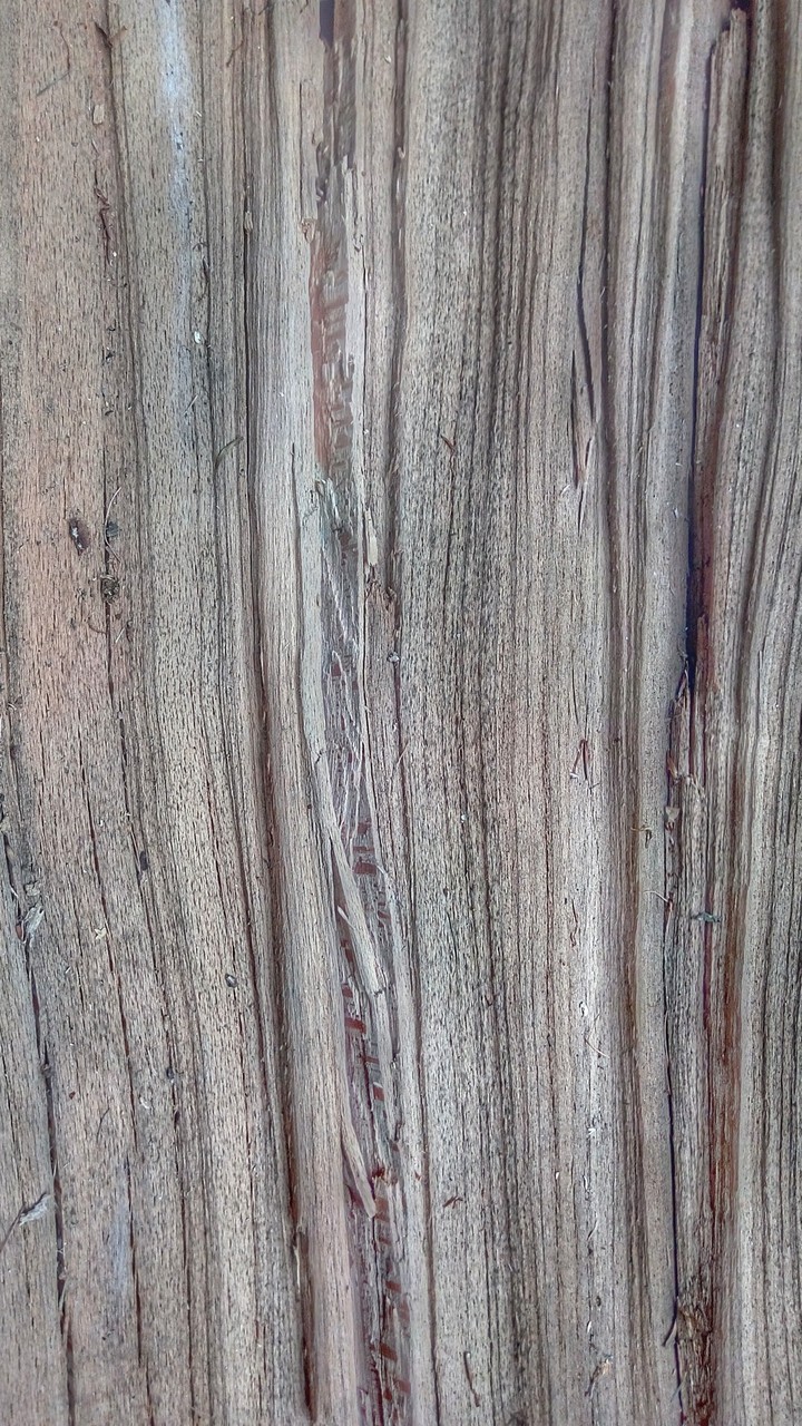 Bruchholz Buche