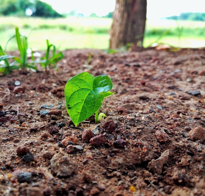 small plant