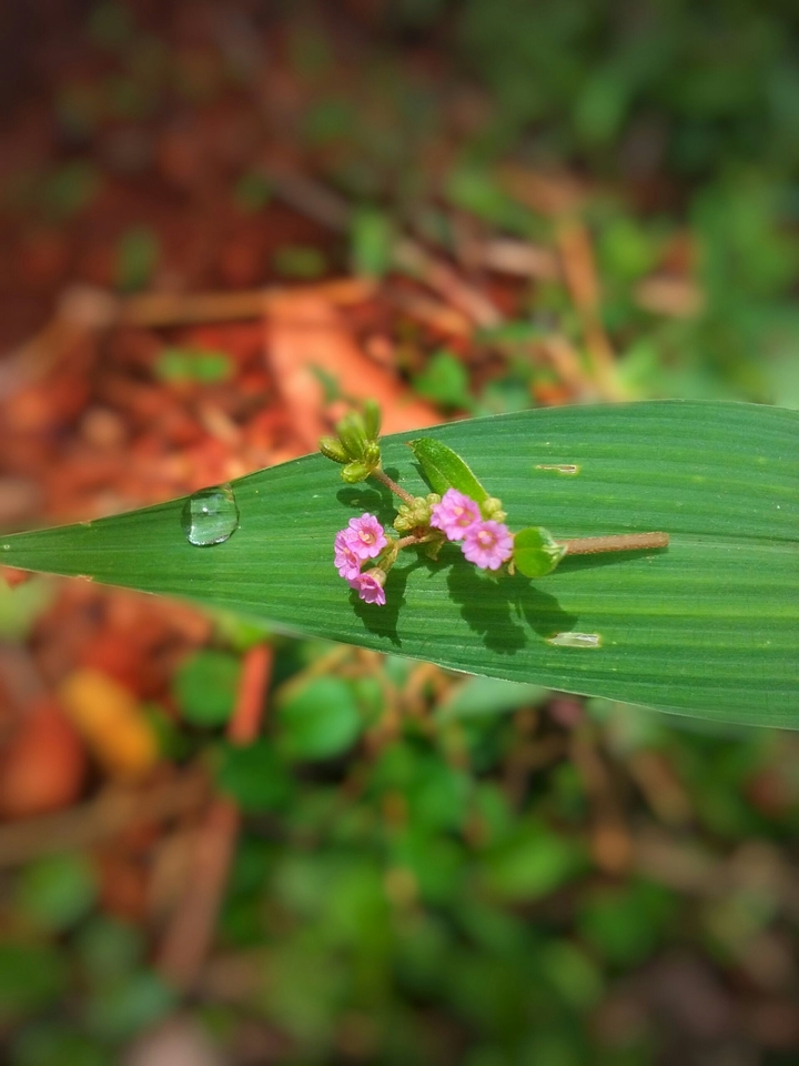 drop