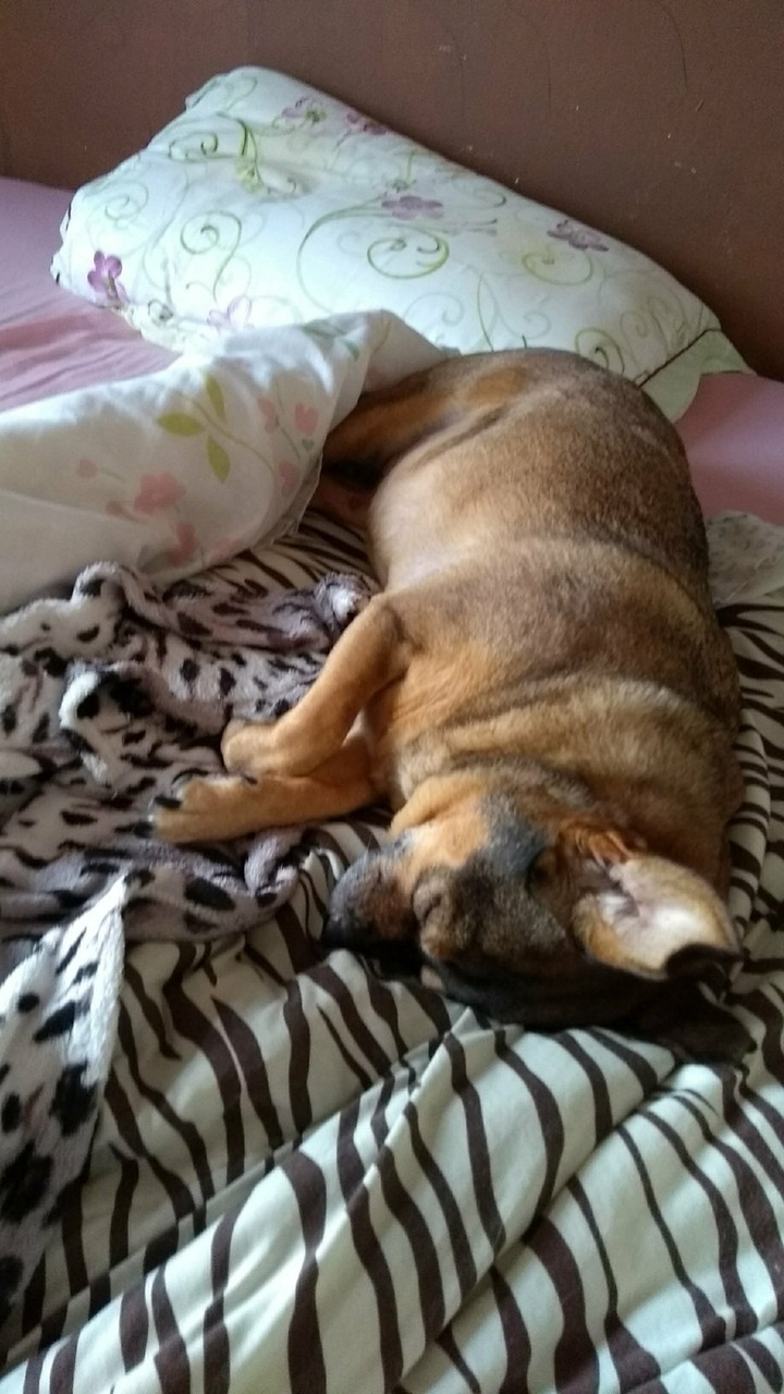 durmindo