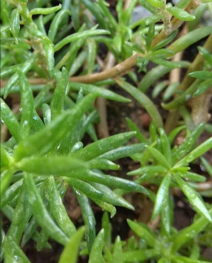 green wild plant