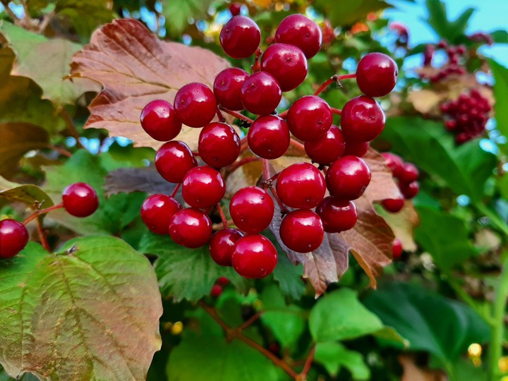 Viburnum