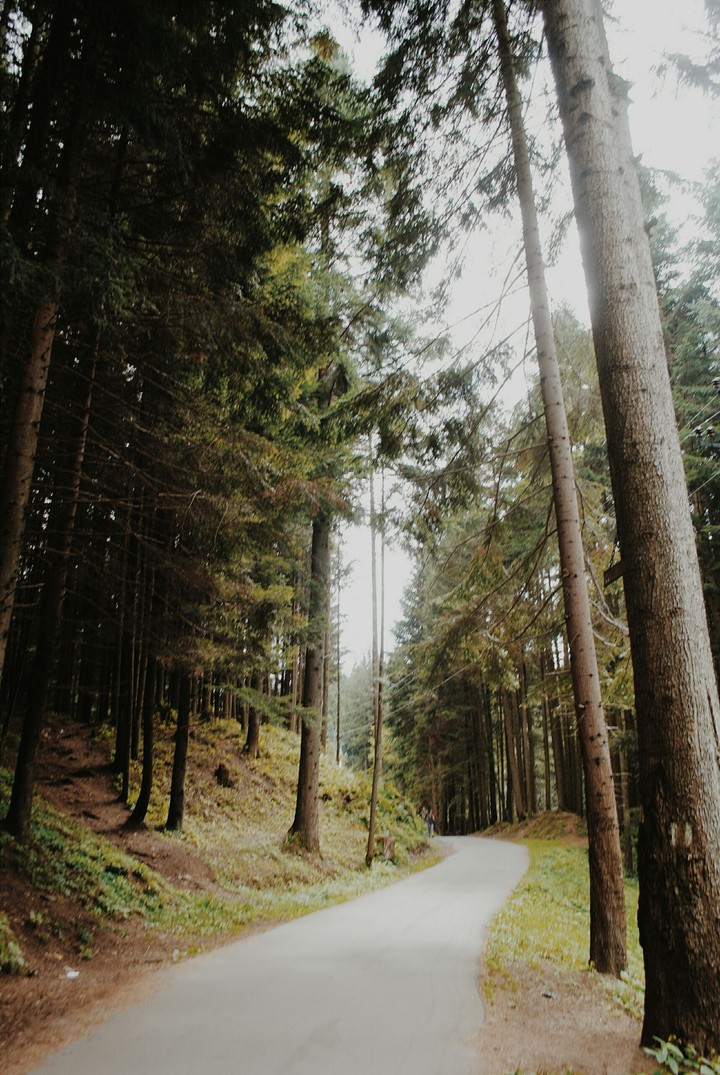 forest