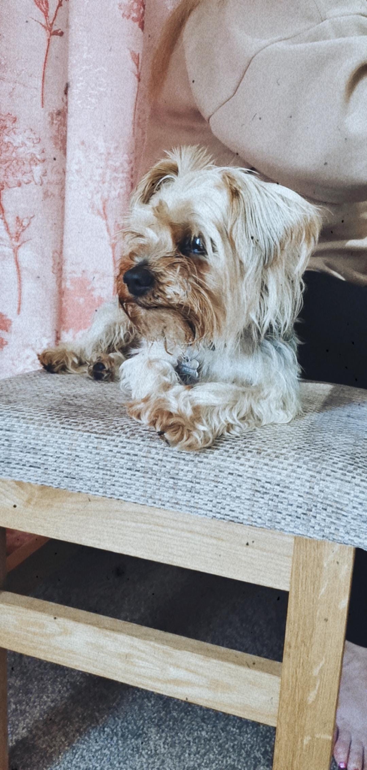 Yorkshire terrier