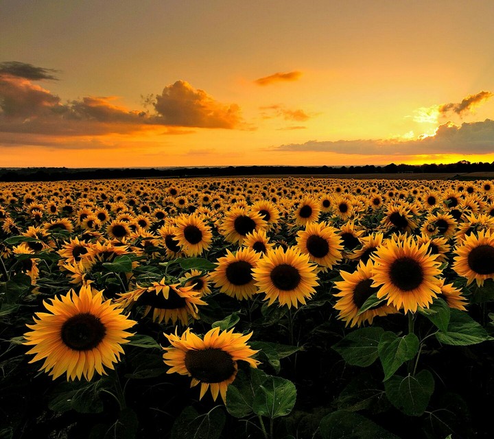 Sunflowers