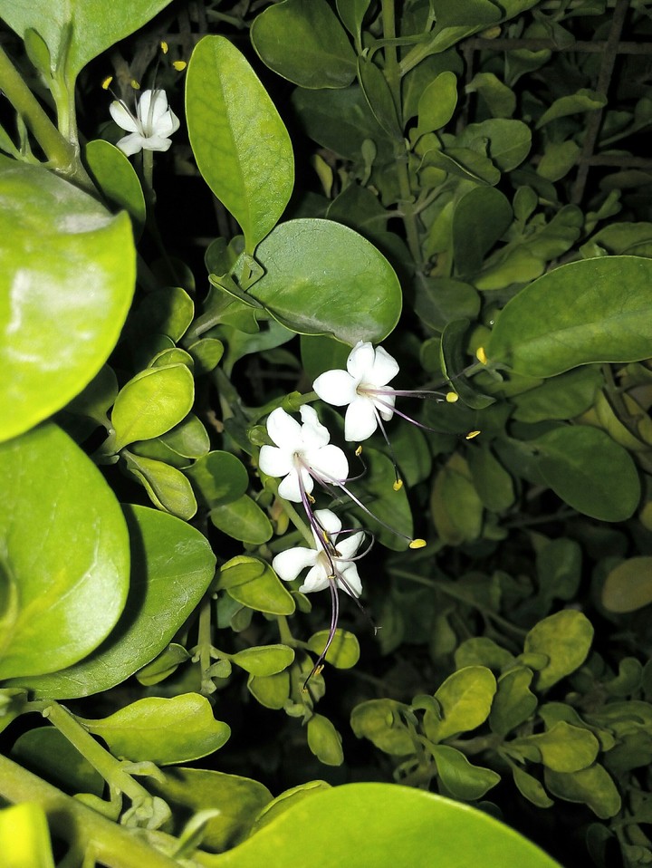 flower