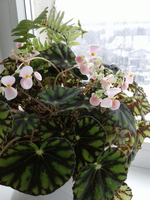 Plant