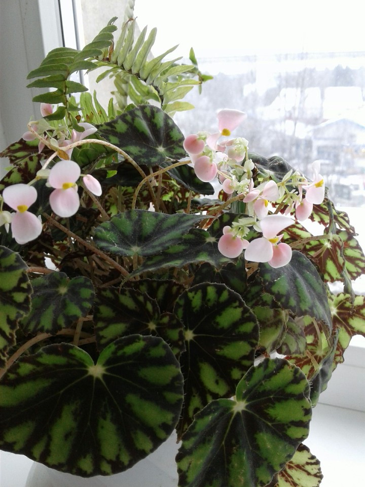 Plant