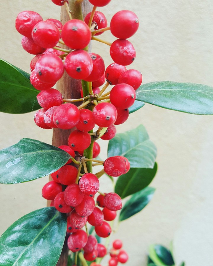 Berries
