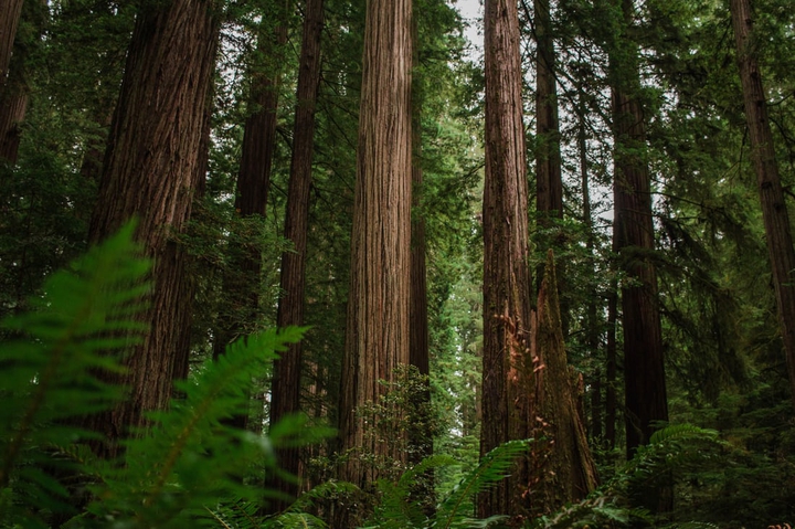 forest