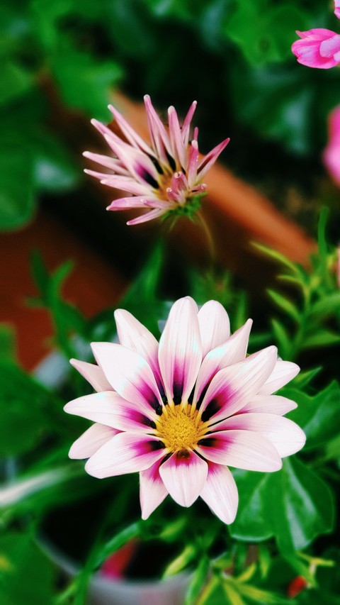 Flor hermosa