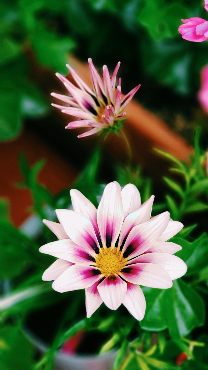 Flor hermosa