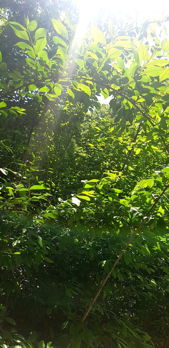 light in leaves