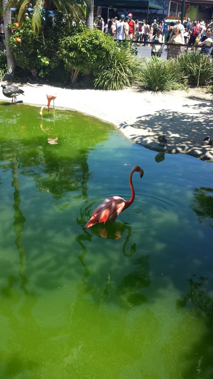 Flamingo in the water