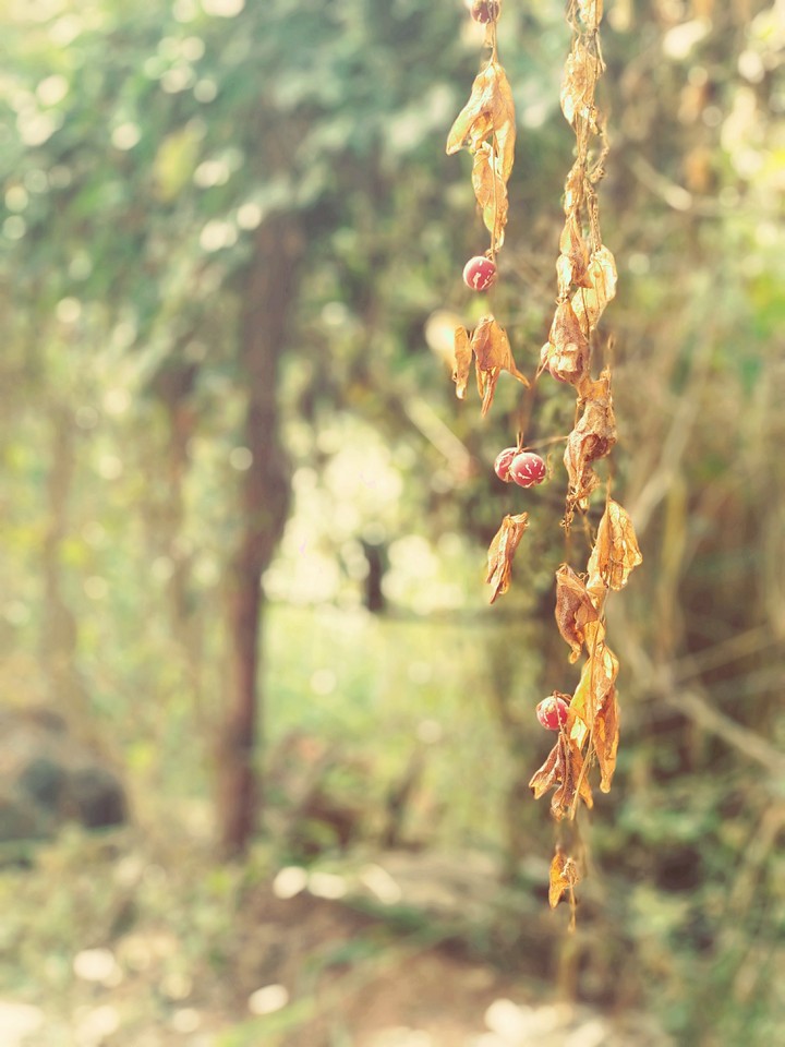 nature