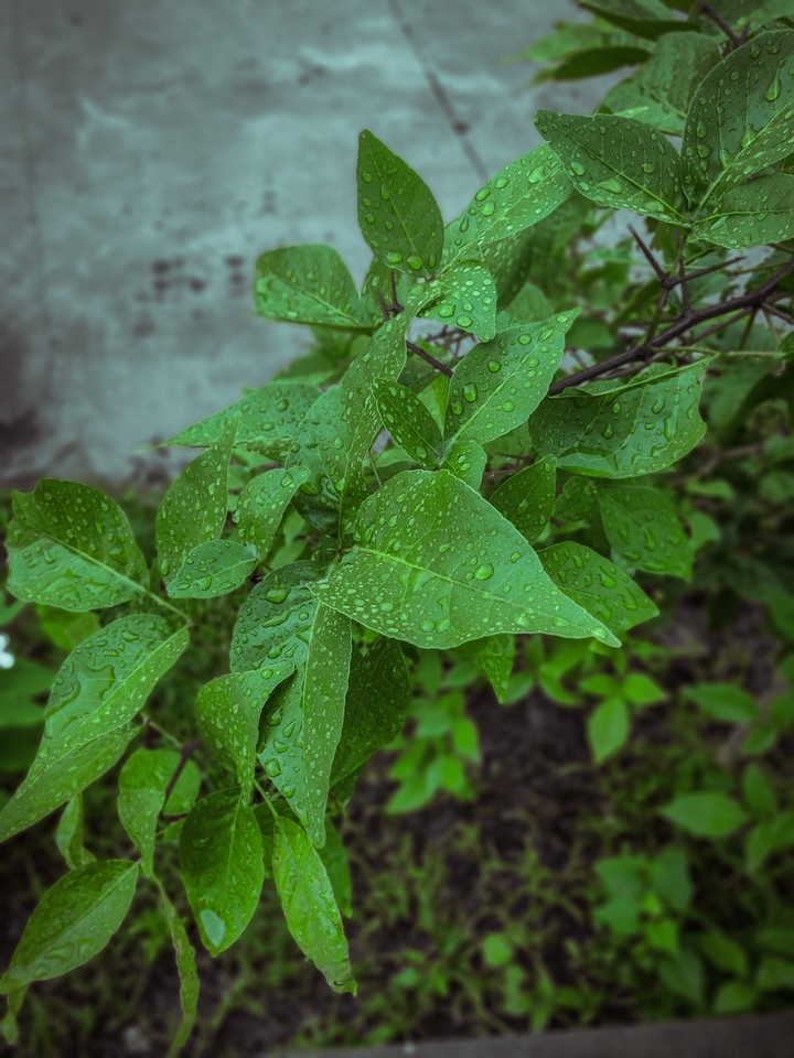 Welcome Monsoon